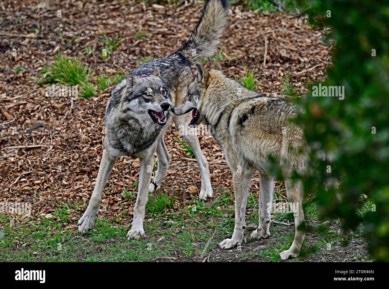 Wolf Pack genießt Spielzeit Stockfoto