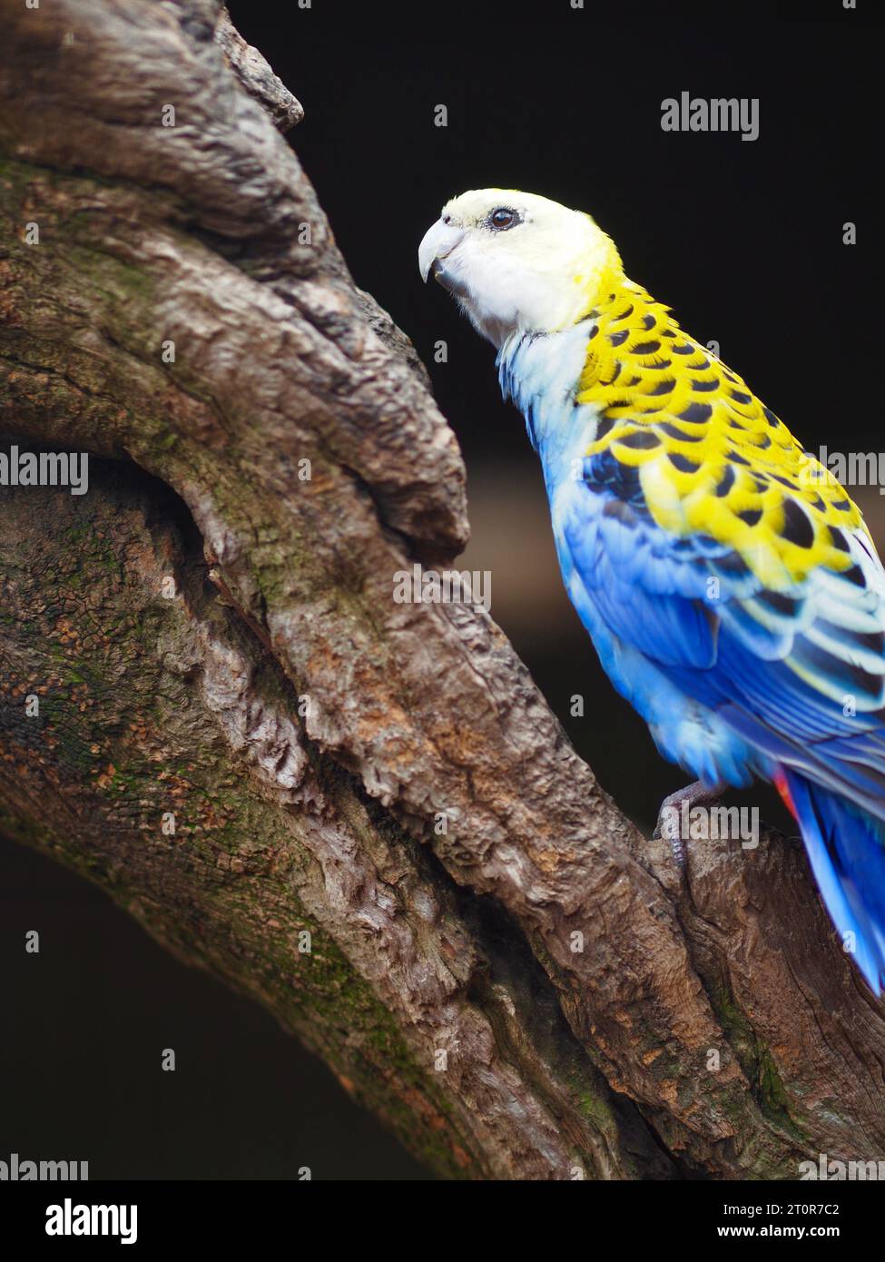 Bezaubernde, herrliche Rosella mit blassem Kopf und strahlendem Gefieder. Stockfoto