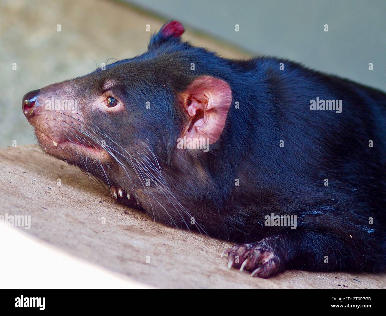 Ein Nahaufnahme-Porträt eines sensationellen, unverwechselbaren Tasmanischen Teufels in ruhiger Ruhe. Stockfoto
