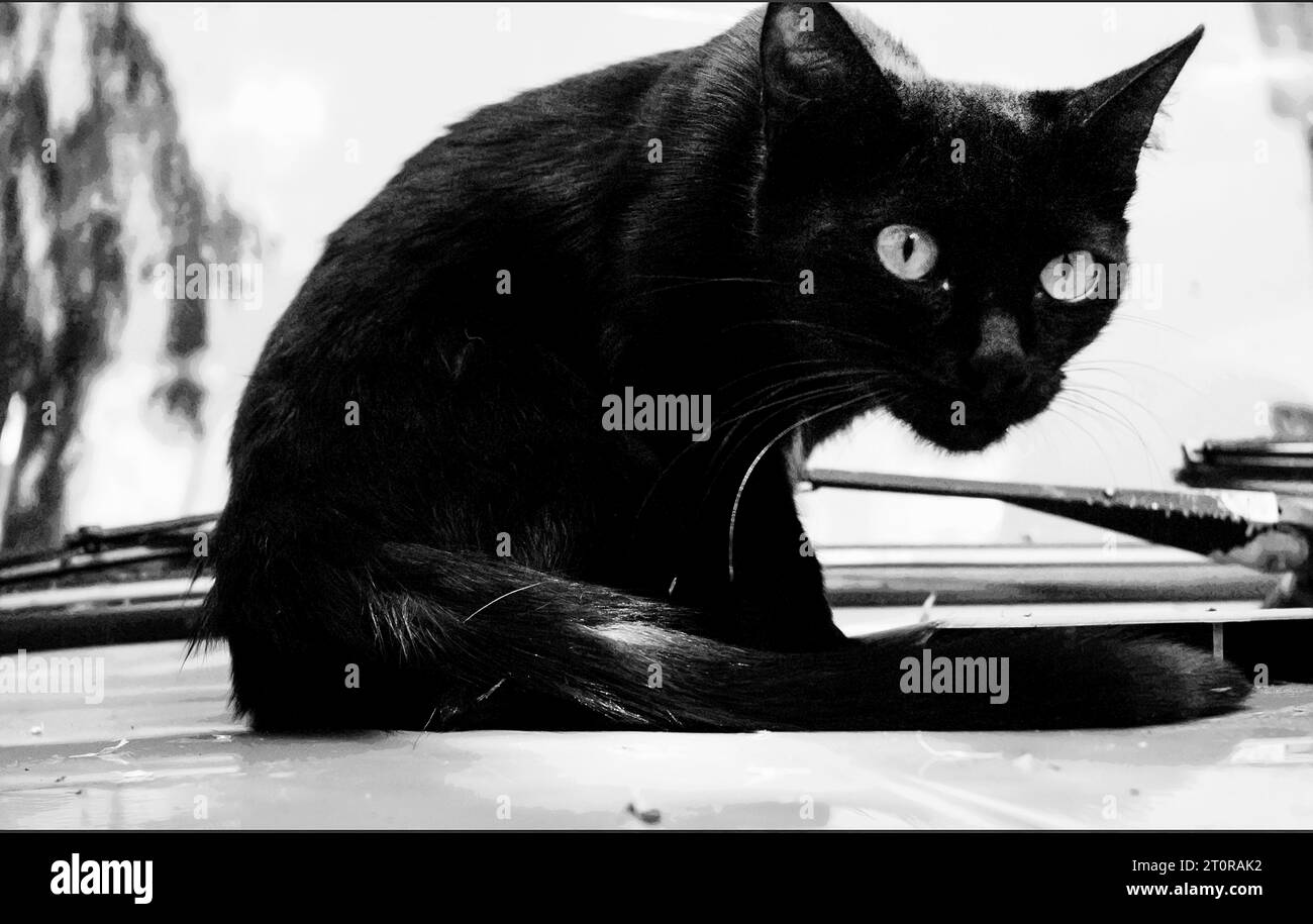 Ängstliche Katze - er ist so eine süße junge Katze (er sieht bis zu einem gewissen Punkt zu) Schwarzweiß-Fotografie. Stockfoto