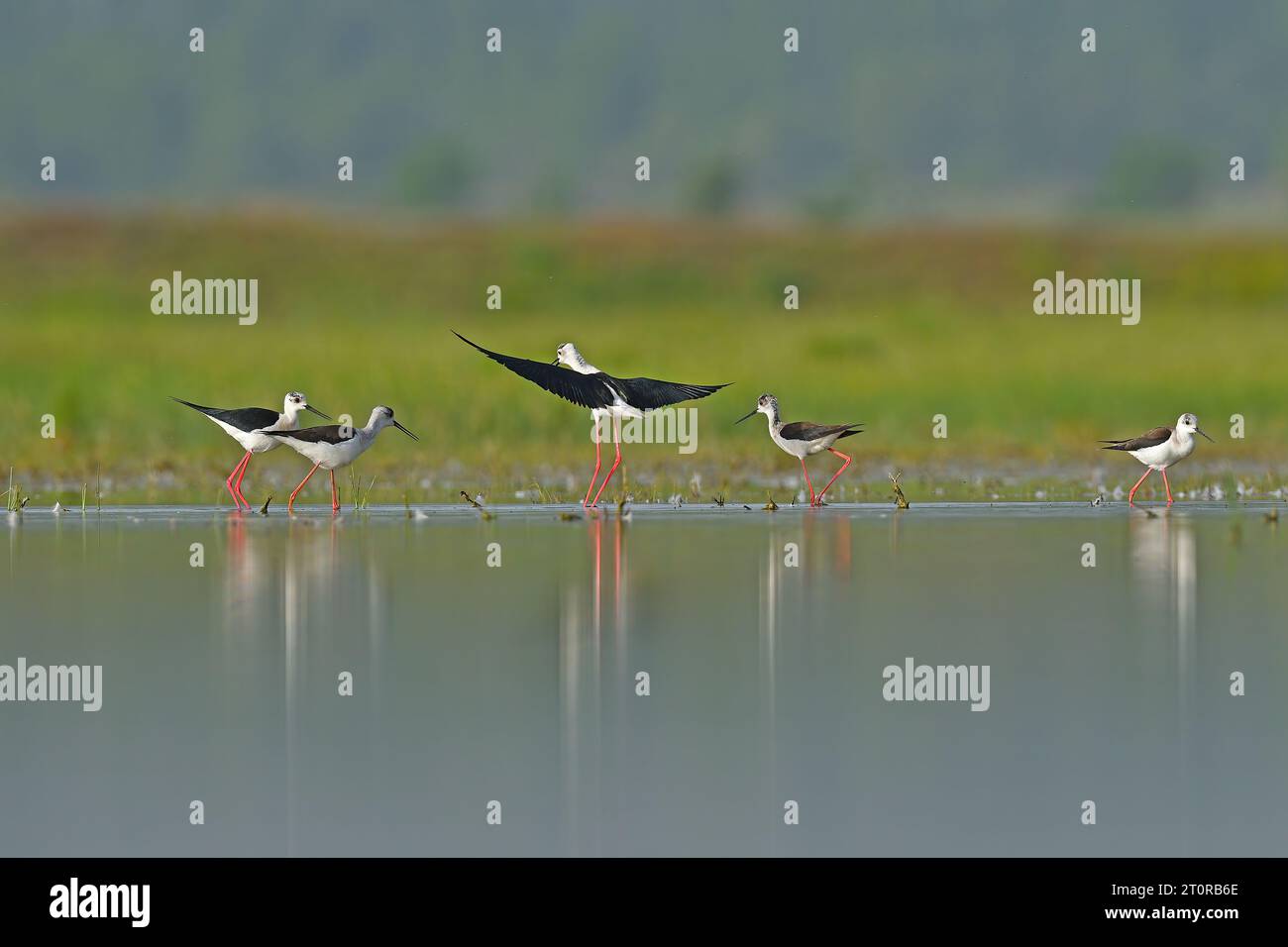 Eine Gruppe von schwarzgeflügelten Stelzen (Himantopus himantopus) im See. Reflexion und grüner Hintergrund Stockfoto