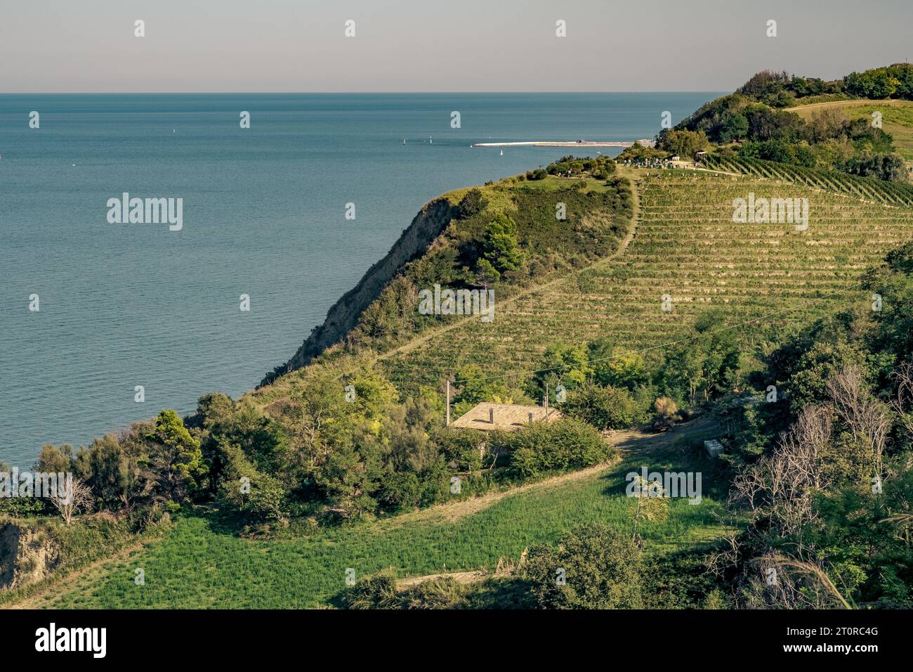 Weinberg-Plantage vor dem Meer bei Pesaro. Pesaro-Urbino, Marken, Italien Stockfoto