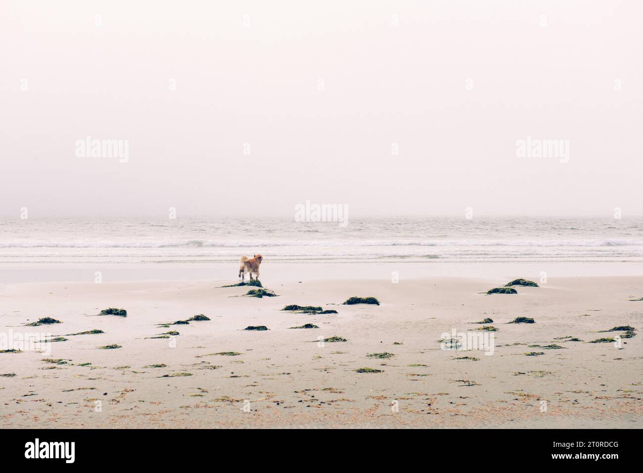 Ein Hund am Strand von Tofino, BC Stockfoto
