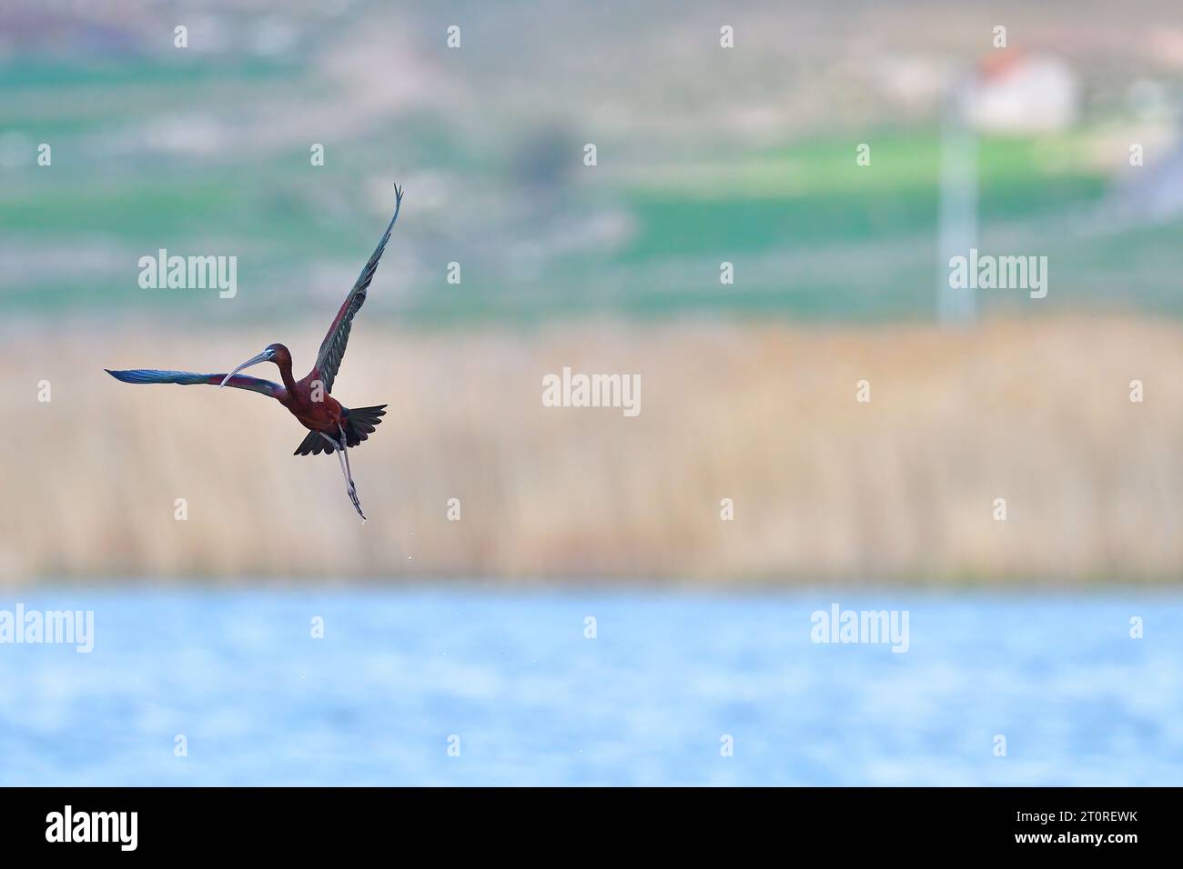 Hochglanz-Ibis fliegen über den See. Das Bright ibis ist eine Vogelart der ibis Familie (Threskiornithidae). Stockfoto
