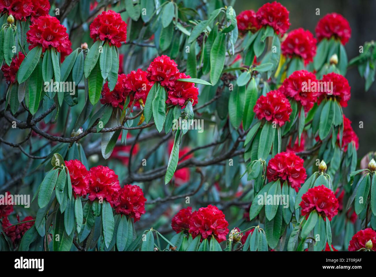 Rhododendron arboreum in voller Blüte im Himalaya Stockfoto