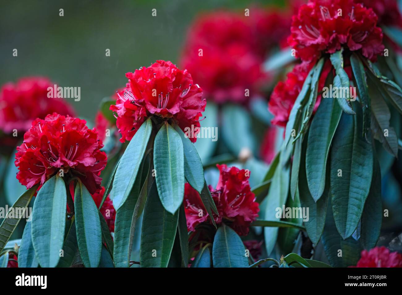 Nahaufnahme von Rhododendronblüten in voller Blüte Stockfoto