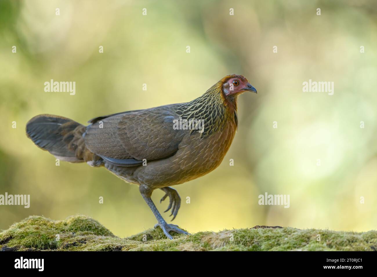 Porträt eines weiblichen Roten Junglevogels aus Uttarakhand, Indien Stockfoto