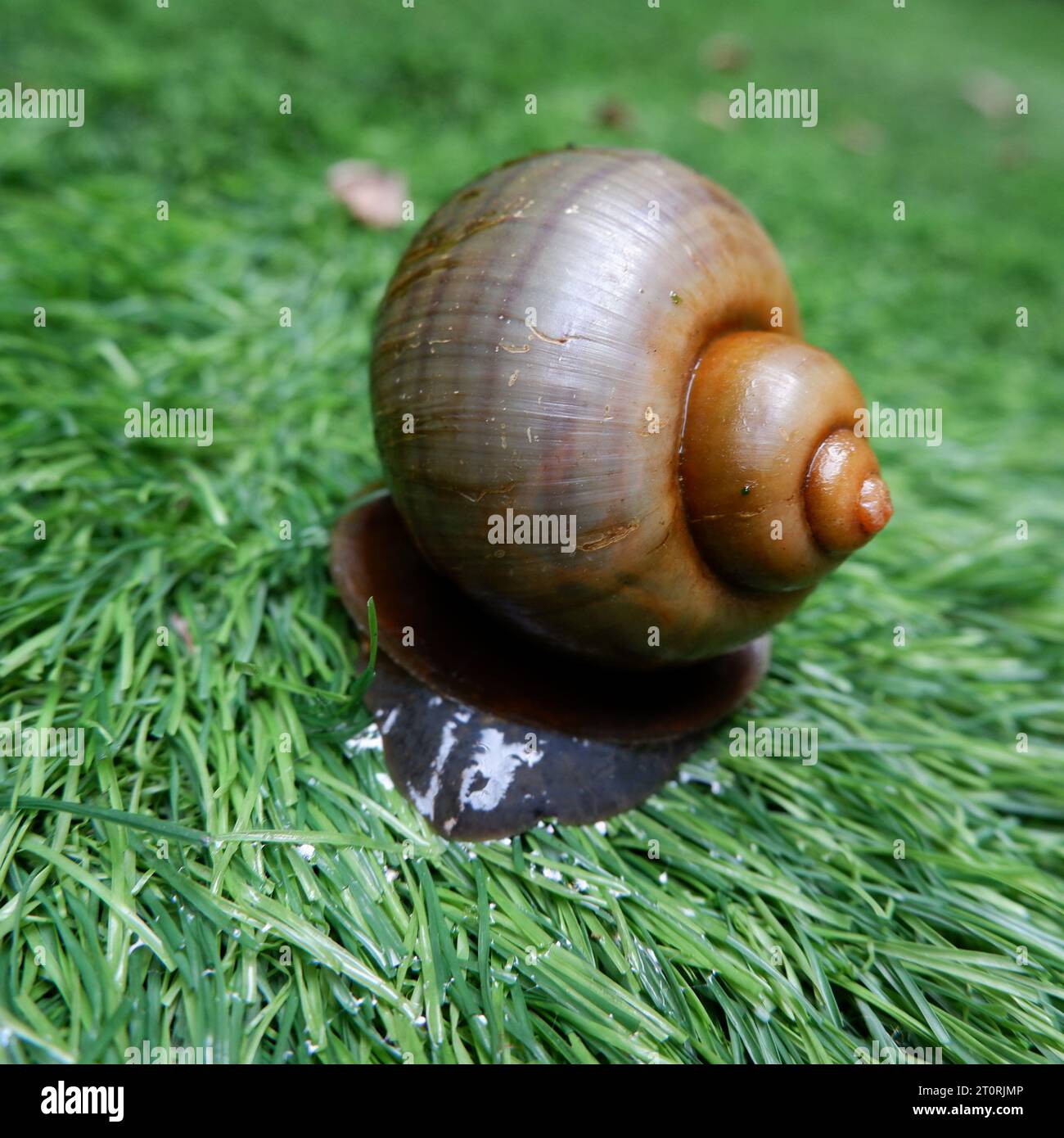 Eine braune Schnecke mit spiralförmiger Schale, die auf einem synthetischen Gras mit ihrer schleimigen Spur krabbelt Stockfoto