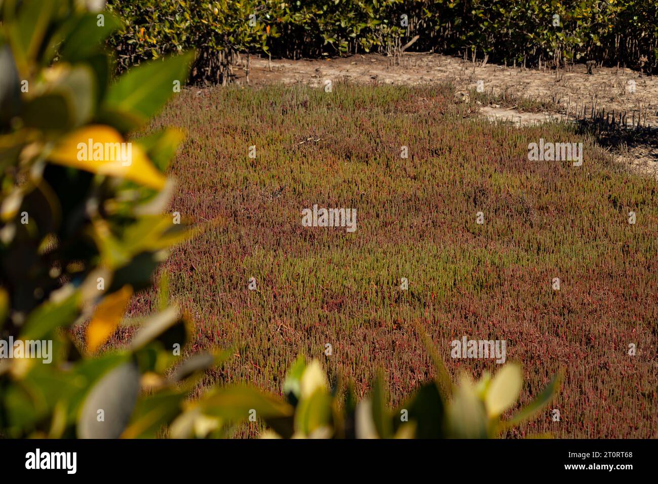 Das Schilfbett in den wunderschönen Mangroven in St. Kilda bei Adelaide Stockfoto