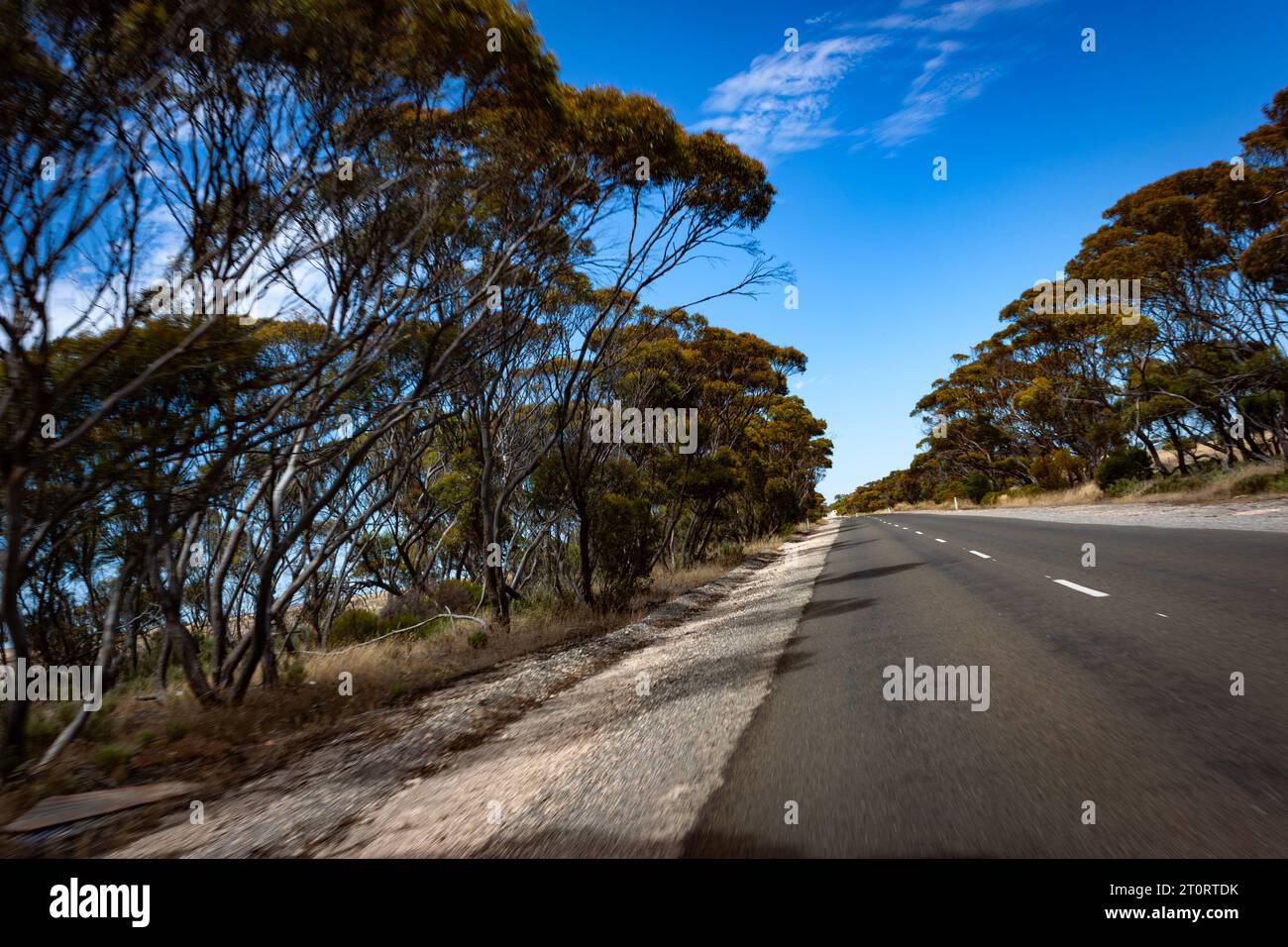 Winkelaufnahme der Fahrt auf einer langen, von Gummibäumen gesäumten Straße auf der Yorke Peninsula in Südaustralien. Stockfoto