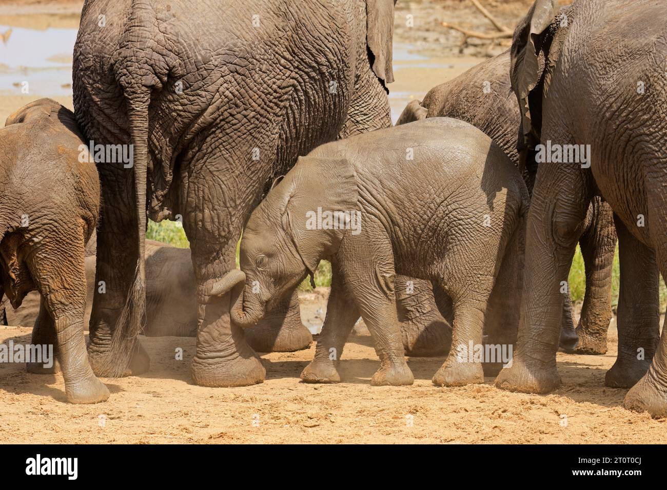 Ein süßer afrikanischer Elefant (Loxodonta africana) spielt im Kruger-Nationalpark, Südafrika Stockfoto
