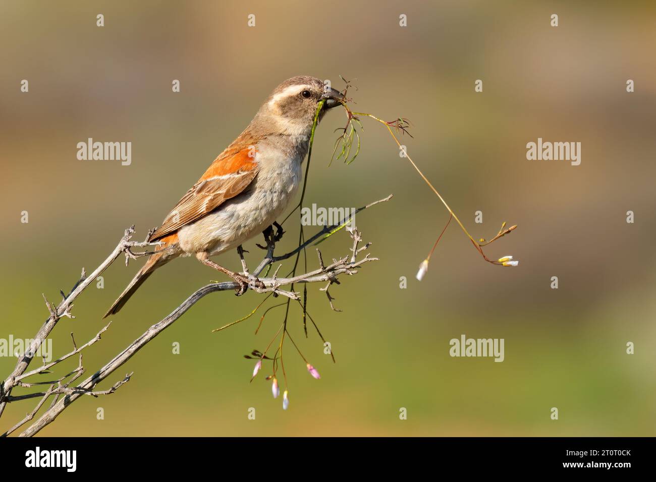 Weibliche Kapspatze (Passer melanurus), die auf einem Ast thront, Südafrika Stockfoto