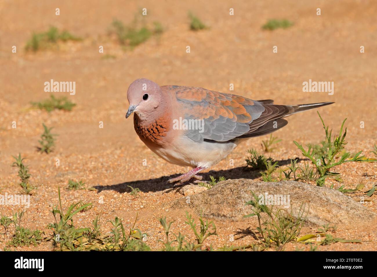 Eine lachende Taube (Spilopelia senegalensis) in natürlichem Lebensraum, Südafrika Stockfoto