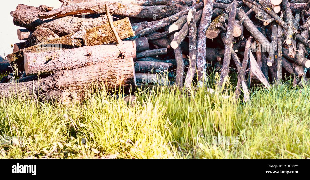 Brennholzhaufen im Wald, Nahaufnahme. Stockfoto