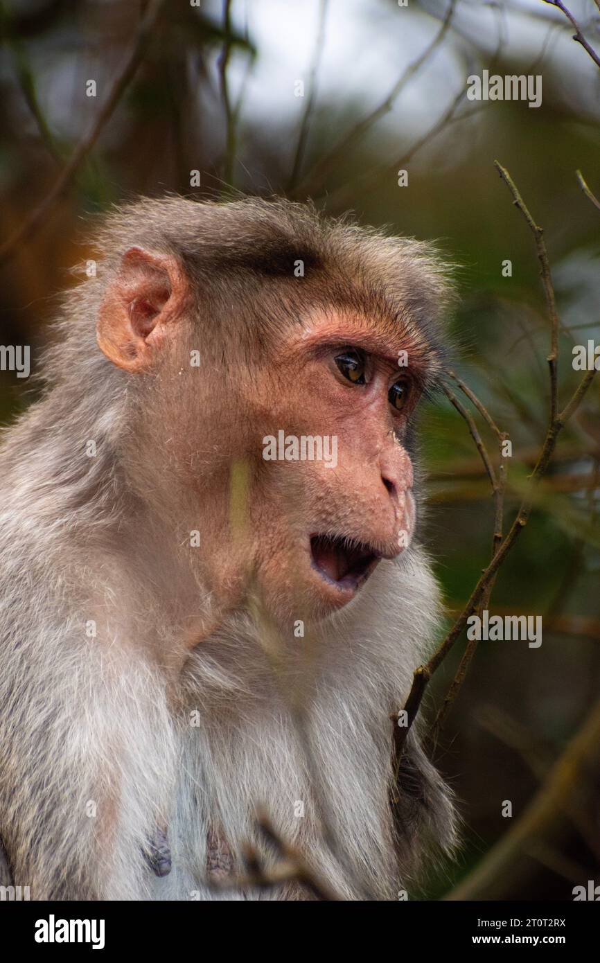 Ein Porträt des Rhesusaffen (Rhesus macaque) mit Fieber und laufender Nase Stockfoto