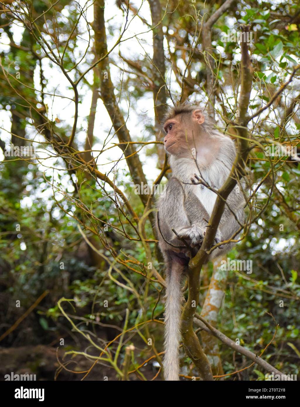 Ein Bild des Rhesusaffen (Rhesus macaque), der in einem Baumzweig sitzt. Stockfoto