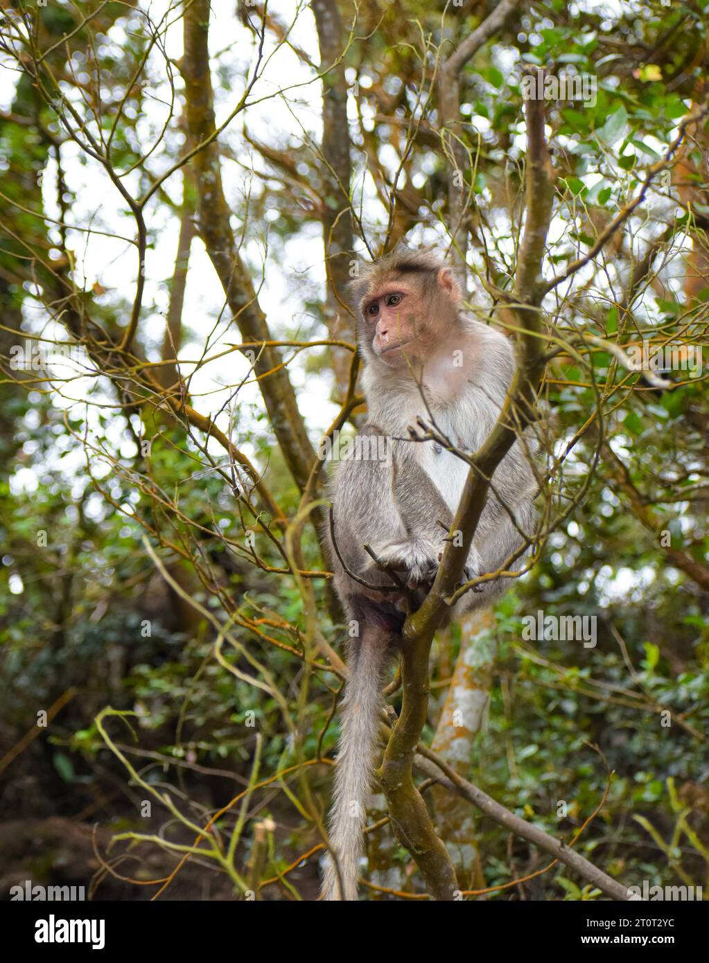 Ein Bild des Rhesusaffen (Rhesus macaque), der in einem Baumzweig sitzt. Stockfoto