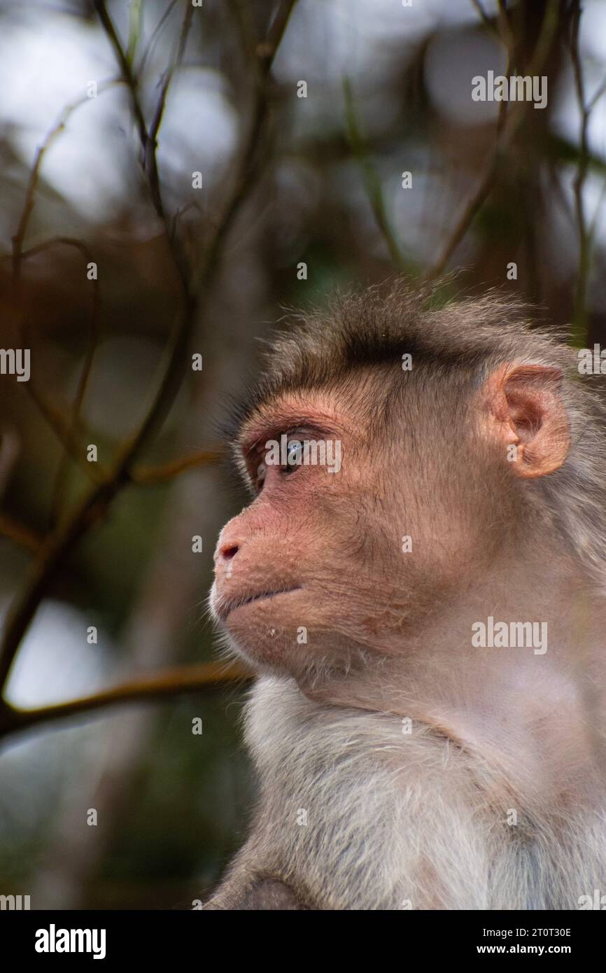 Ein Porträt des Rhesusaffen (Rhesus macaque) mit Fieber und laufender Nase Stockfoto