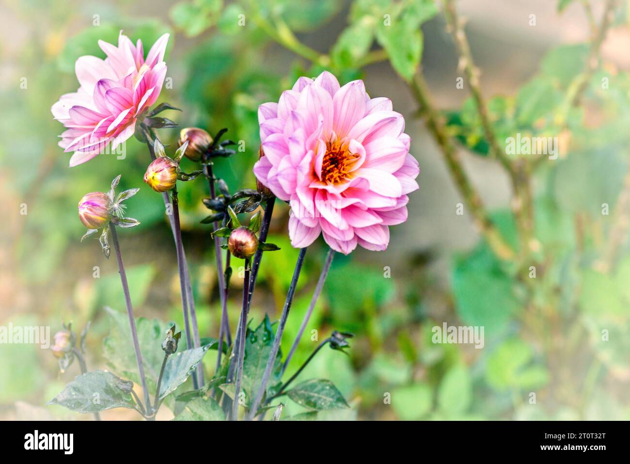 Dahlienblumen im Garten. (Selektiver Fokus). Stockfoto