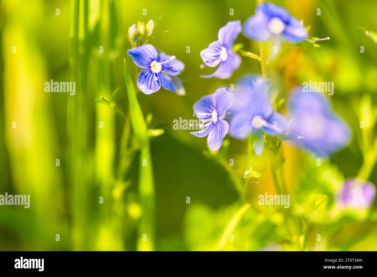 Blauer Teppich - hellblaue Wildblumen. Stockfoto