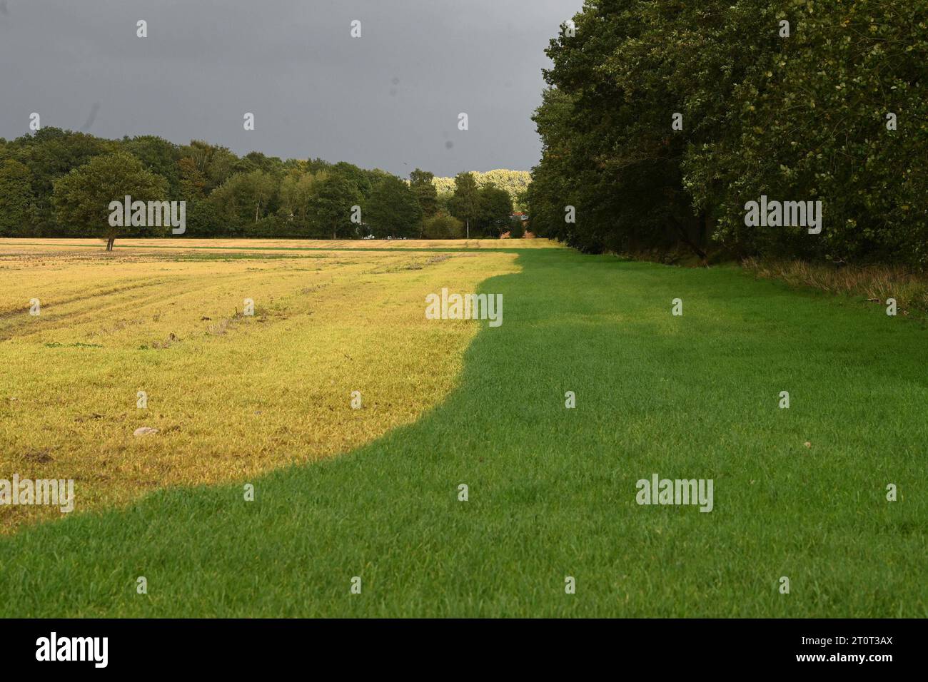 05. Oktober 2023, Brandenburg, Brügge: Junge Pflanzen, die nach der Getreideernte gekeimt sind, stehen auf einem Feld. Das Getreide, das aus dem Mähdrescher fiel, und die Samen der unerwünschten Unkräuter sind gekeimt. Anschließend wurde ein Totalherbizid mit dem Wirkstoff Glyphosat auf die frischen grünen Blätter aufgetragen. Dies führt dazu, dass die grünen Pflanzen absterben (links) und ihre Blätter ein charakteristisches Gelb verfärben. Der Landwirt kann so auch das langlebige Wurzelunkraut vor der Aussaat einer neuen Ernte beseitigen. Foto: Axel Seidemann/dpa Stockfoto