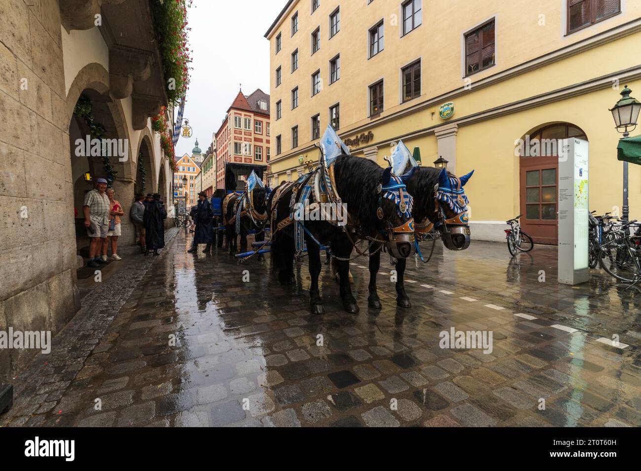 München, Deutschland, EU - 13. September 2023. Oktoberfest Hofbräuhaus Bierfestparade mit einem Pferdewagen voller Hofbräuer Bierfässer und Bierfässer Stockfoto