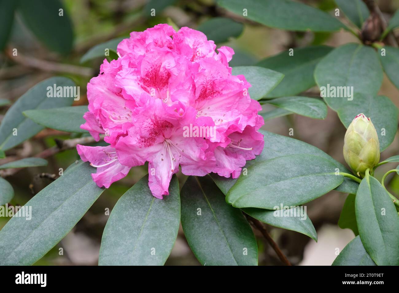 Rhododendron Spring Glory, zweifarbige rosa Blüten im Spätwinter Stockfoto