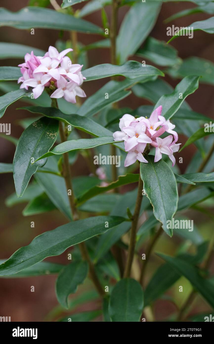 Daphne bholua Spring Beauty, rosa Blumen im Spätwinter Stockfoto