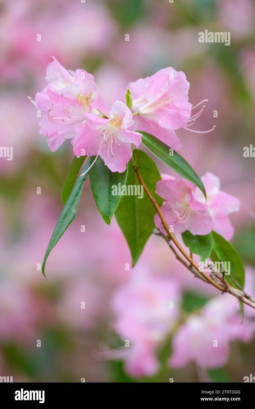 Rhododendron Airy Fee, rosa Blumen, Frühling, Stockfoto