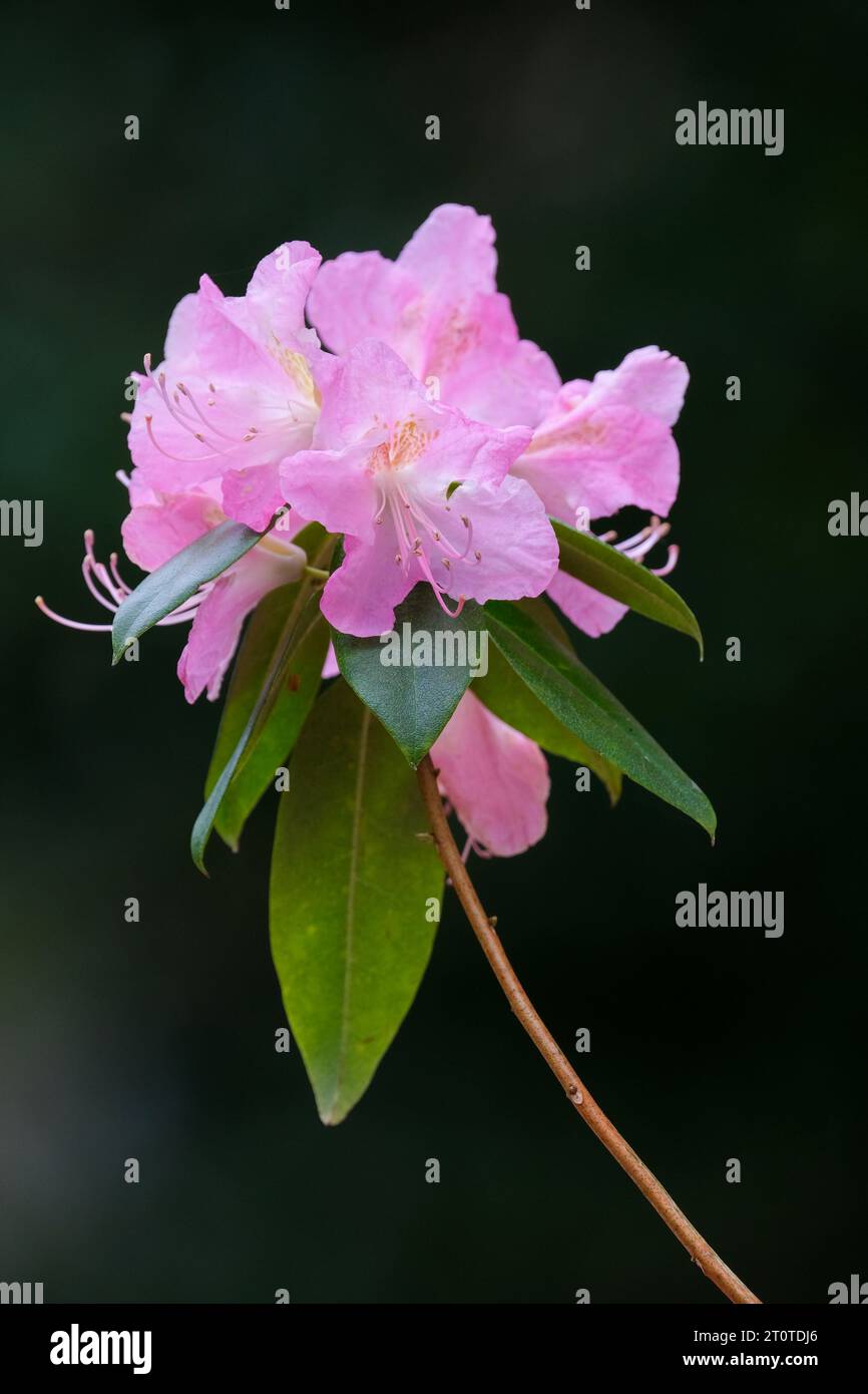 Rhododendron Airy Fee, rosa Blumen, Frühling, schwarzer Hintergrund Stockfoto