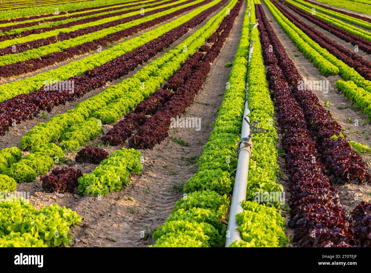 Lollo Rossa und Lollo Bionda Salat bis zum Horizont mit einem Rohr zur Bewässerung bei Dürre Stockfoto