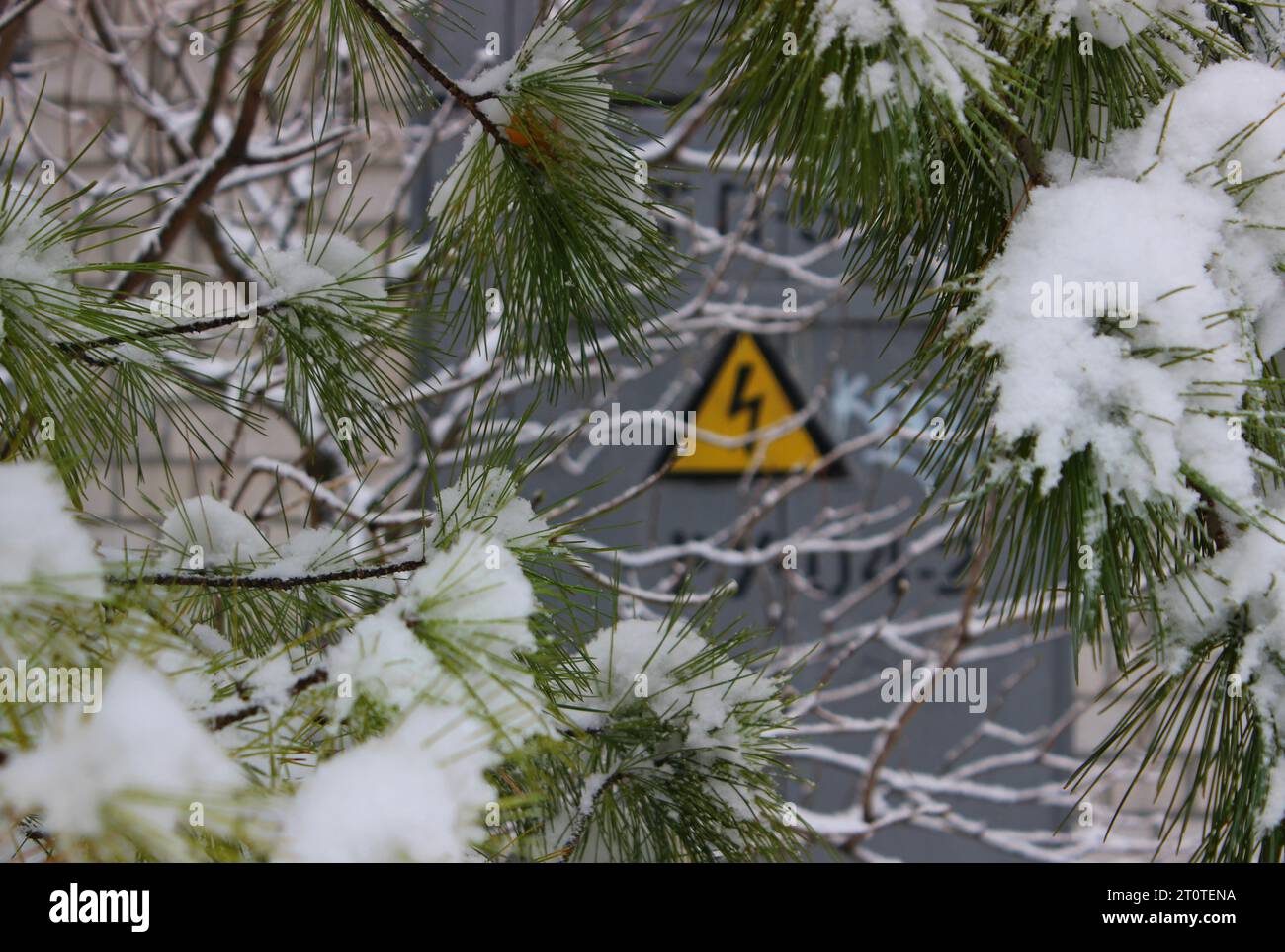 Ein dreieckiges Hochleistungsschild ist durch die Schneekappe auf Kiefernästen sichtbar Stockfoto