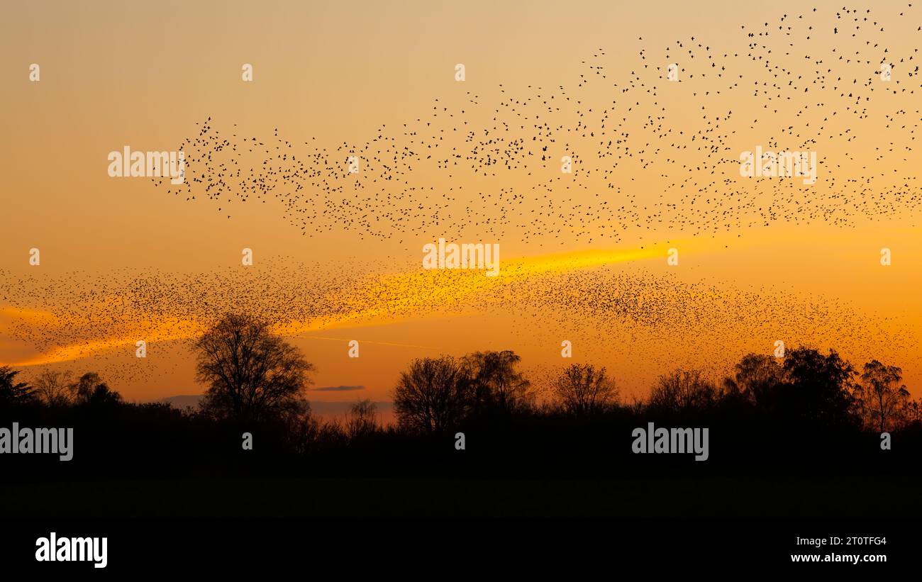 Schöne große Schar von Sternvögeln fliegen in den Niederlanden. Starling-Murrationen. Stockfoto