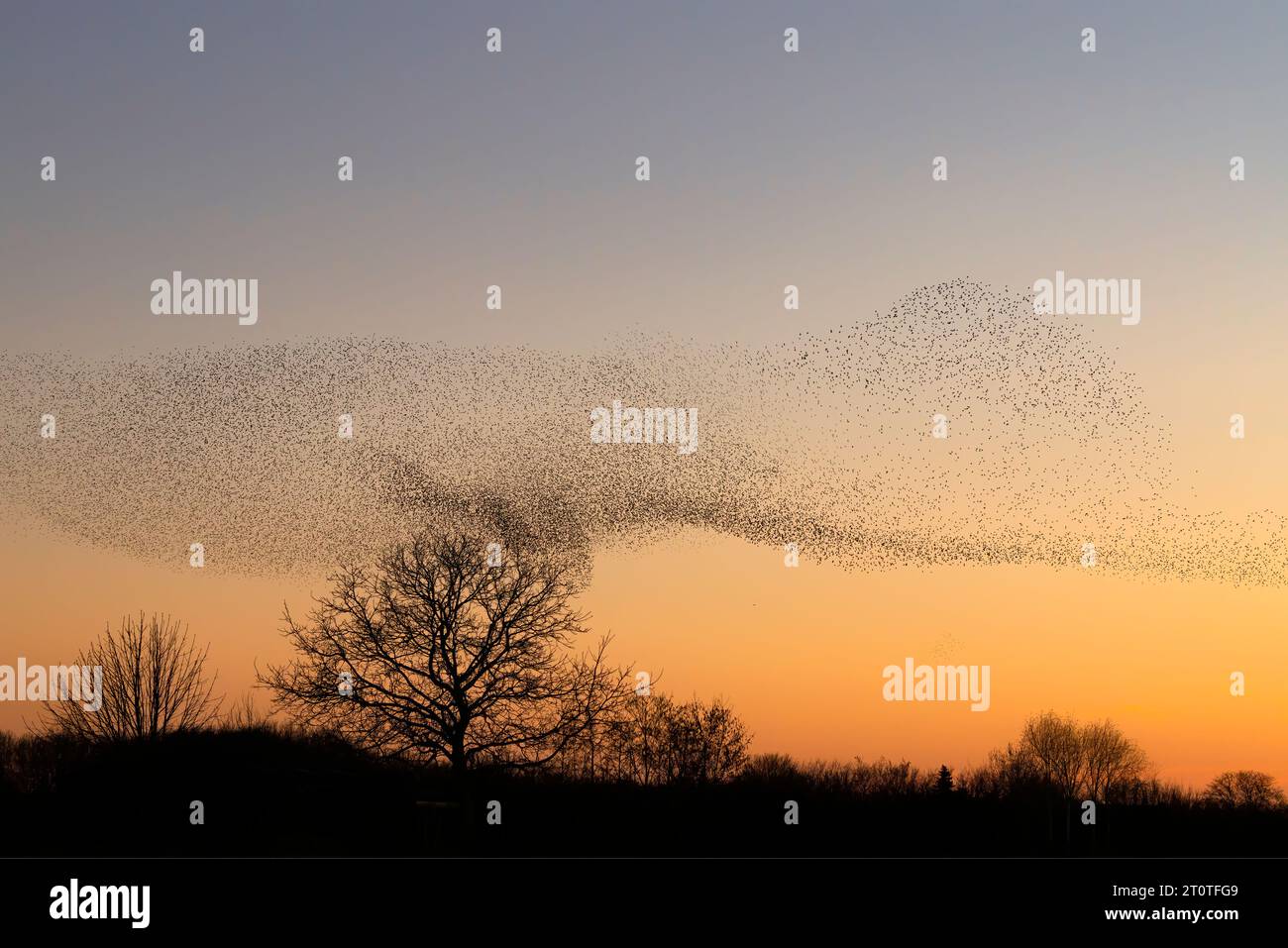 Schöne große Schar von Sternvögeln fliegen in den Niederlanden. Starling-Murrationen. Stockfoto