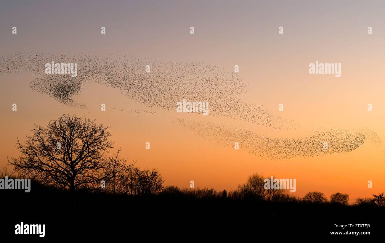 Schöne große Schar von Sternvögeln fliegen in den Niederlanden. Starling-Murrationen. Stockfoto