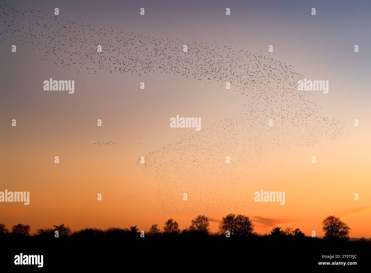 Schöne große Schar von Sternvögeln fliegen in den Niederlanden. Starling-Murrationen. Stockfoto