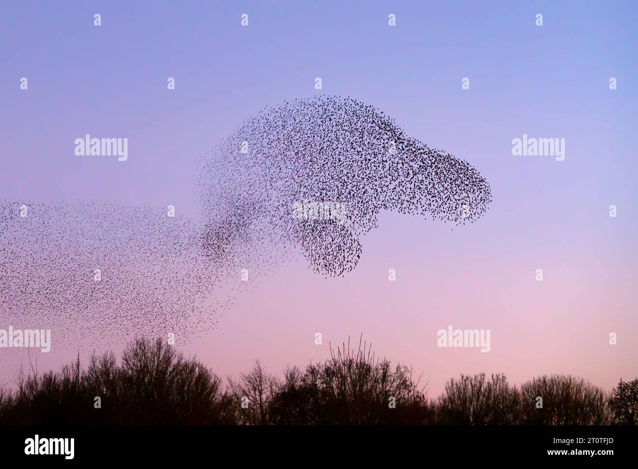 Schöne große Schar von Sternvögeln fliegen in den Niederlanden. Starling-Murrationen. Stockfoto