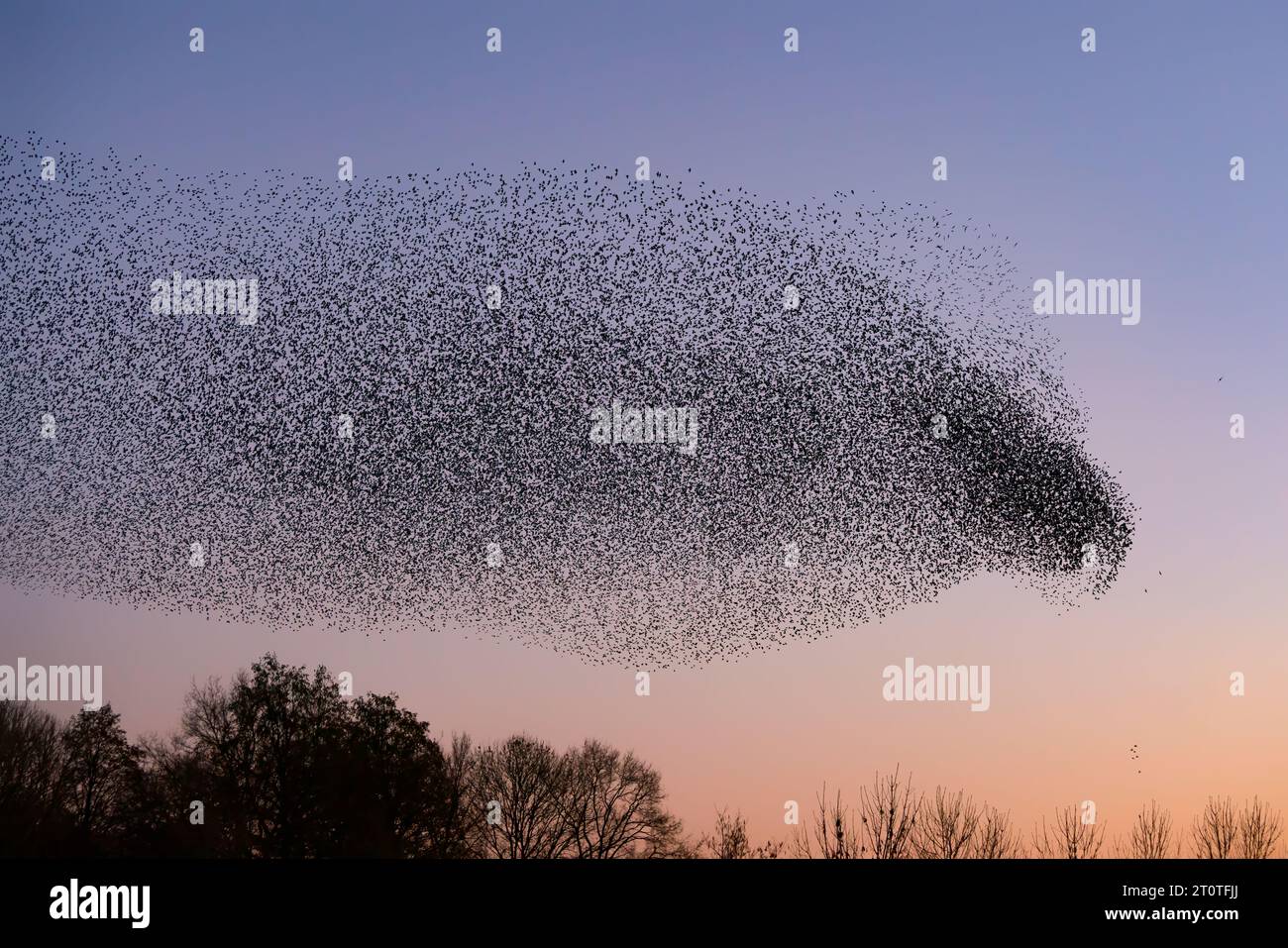 Schöne große Schar von Sternvögeln fliegen in den Niederlanden. Starling-Murrationen. Stockfoto