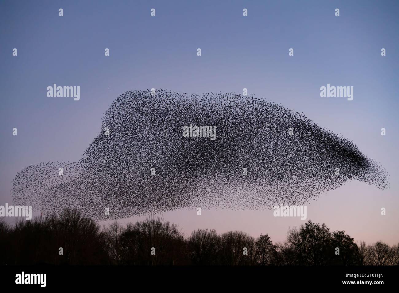 Schöne große Schar von Sternvögeln fliegen in den Niederlanden. Starling-Murrationen. Stockfoto