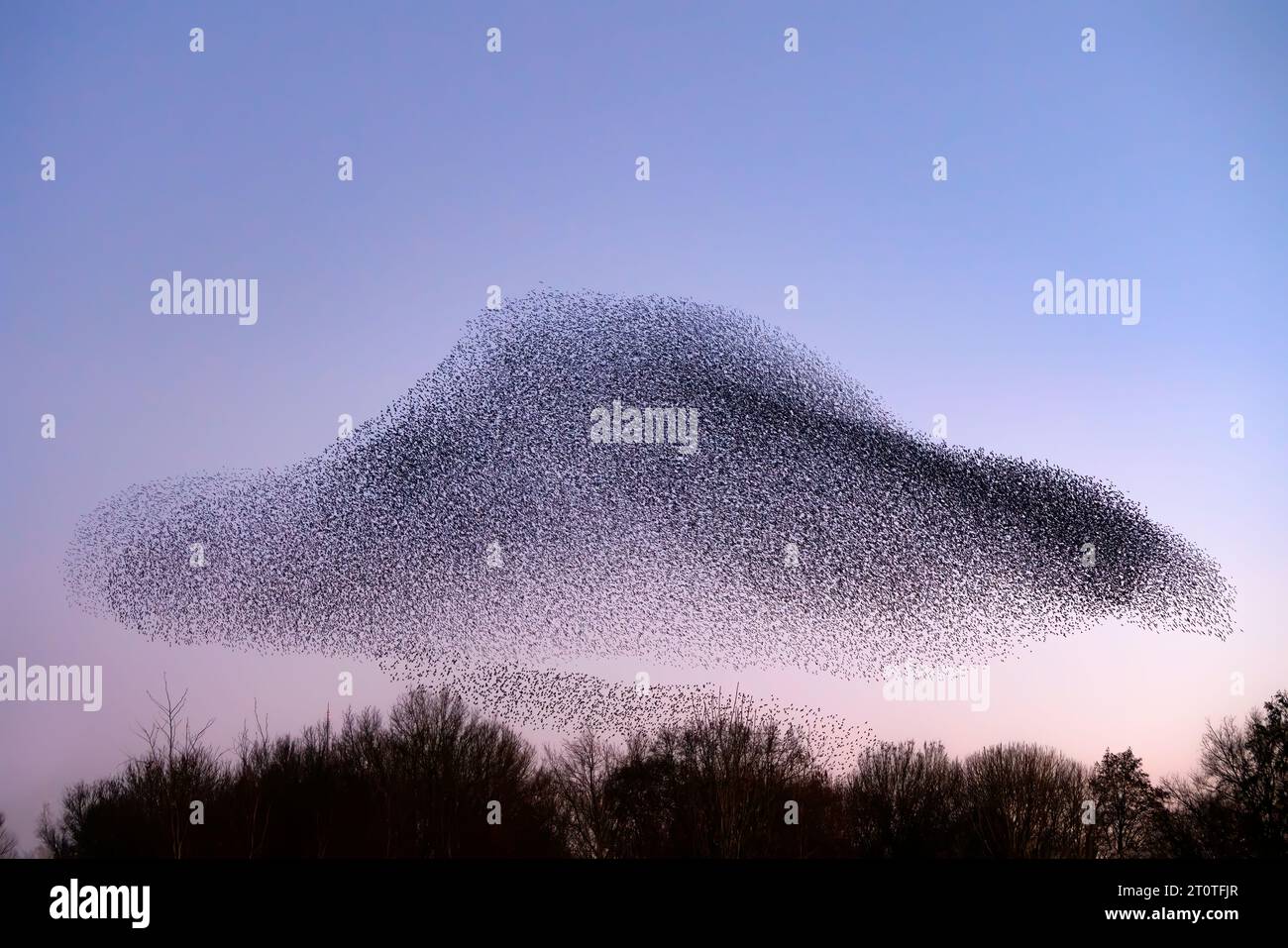 Schöne große Schar von Sternvögeln fliegen in den Niederlanden. Starling-Murrationen. Stockfoto