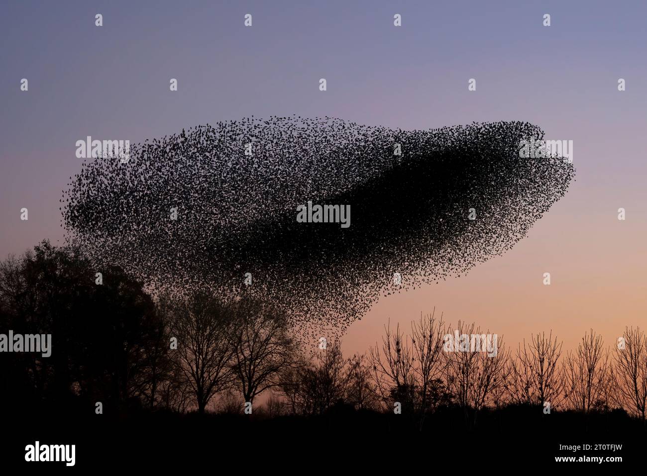 Schöne große Schar von Sternvögeln fliegen in den Niederlanden. Starling-Murrationen. Stockfoto