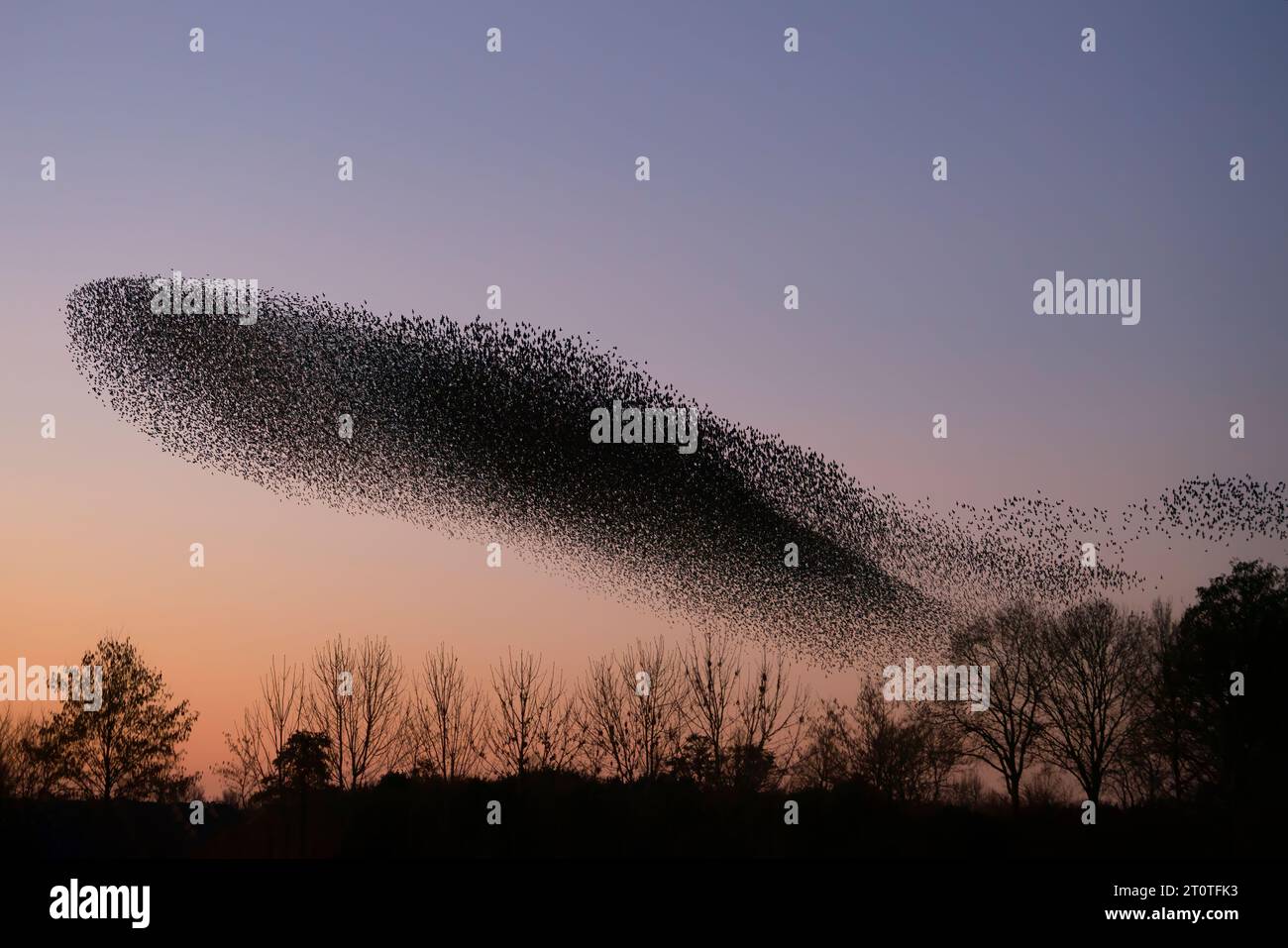 Schöne große Schar von Sternvögeln fliegen in den Niederlanden. Starling-Murrationen. Stockfoto