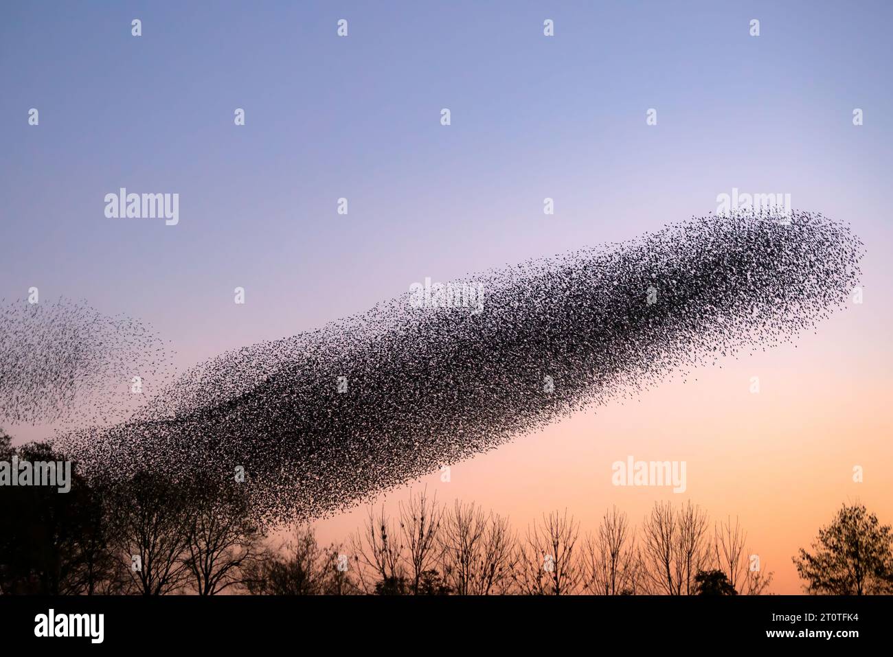 Schöne große Schar von Sternvögeln fliegen in den Niederlanden. Starling-Murrationen. Stockfoto