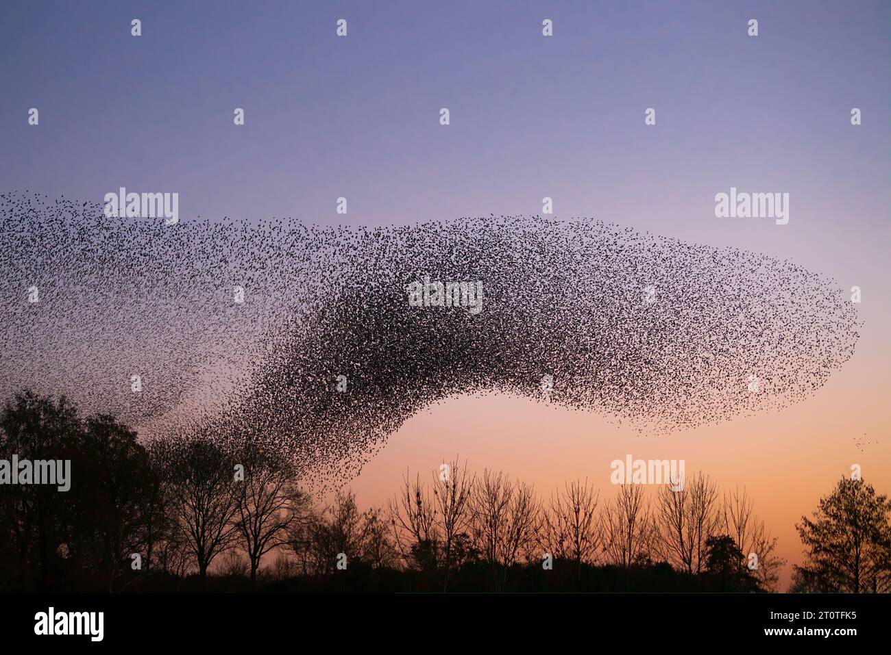 Schöne große Schar von Sternvögeln fliegen in den Niederlanden. Starling-Murrationen. Stockfoto