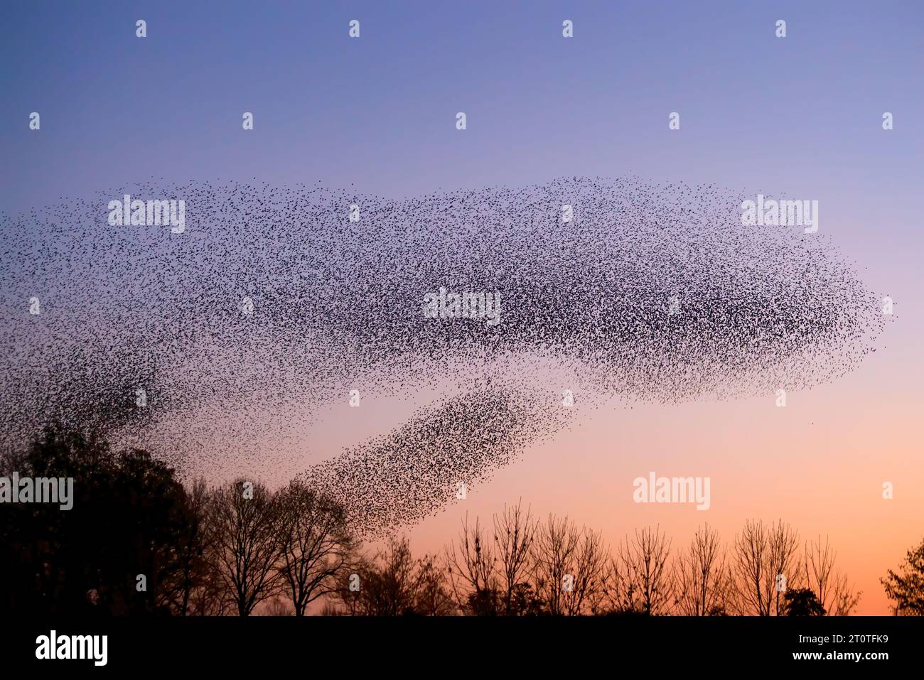 Schöne große Schar von Sternvögeln fliegen in den Niederlanden. Starling-Murrationen. Stockfoto