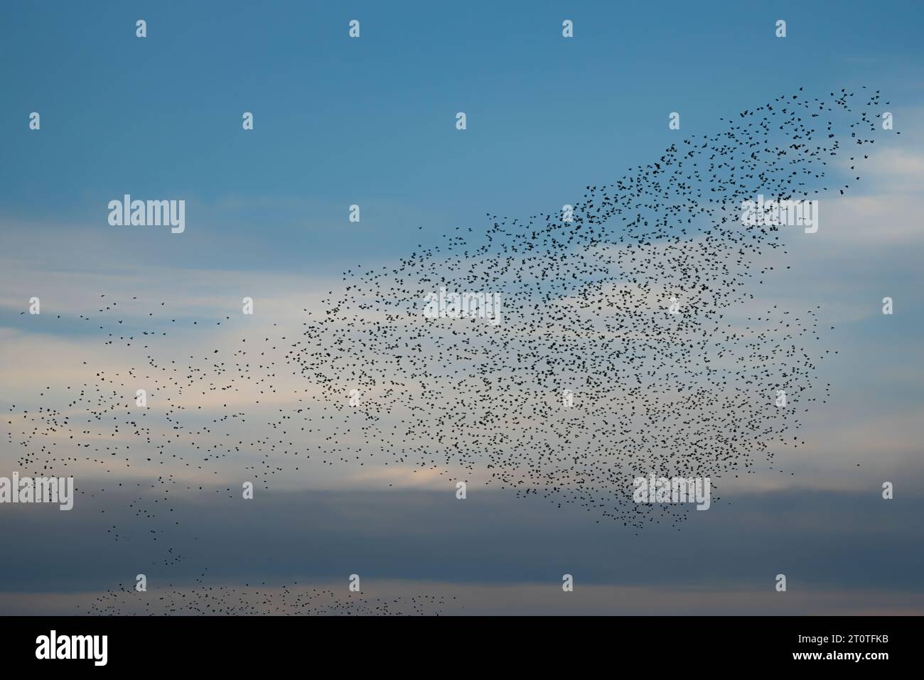 Schöne große Schar von Sternvögeln fliegen in den Niederlanden. Starling-Murrationen. Stockfoto