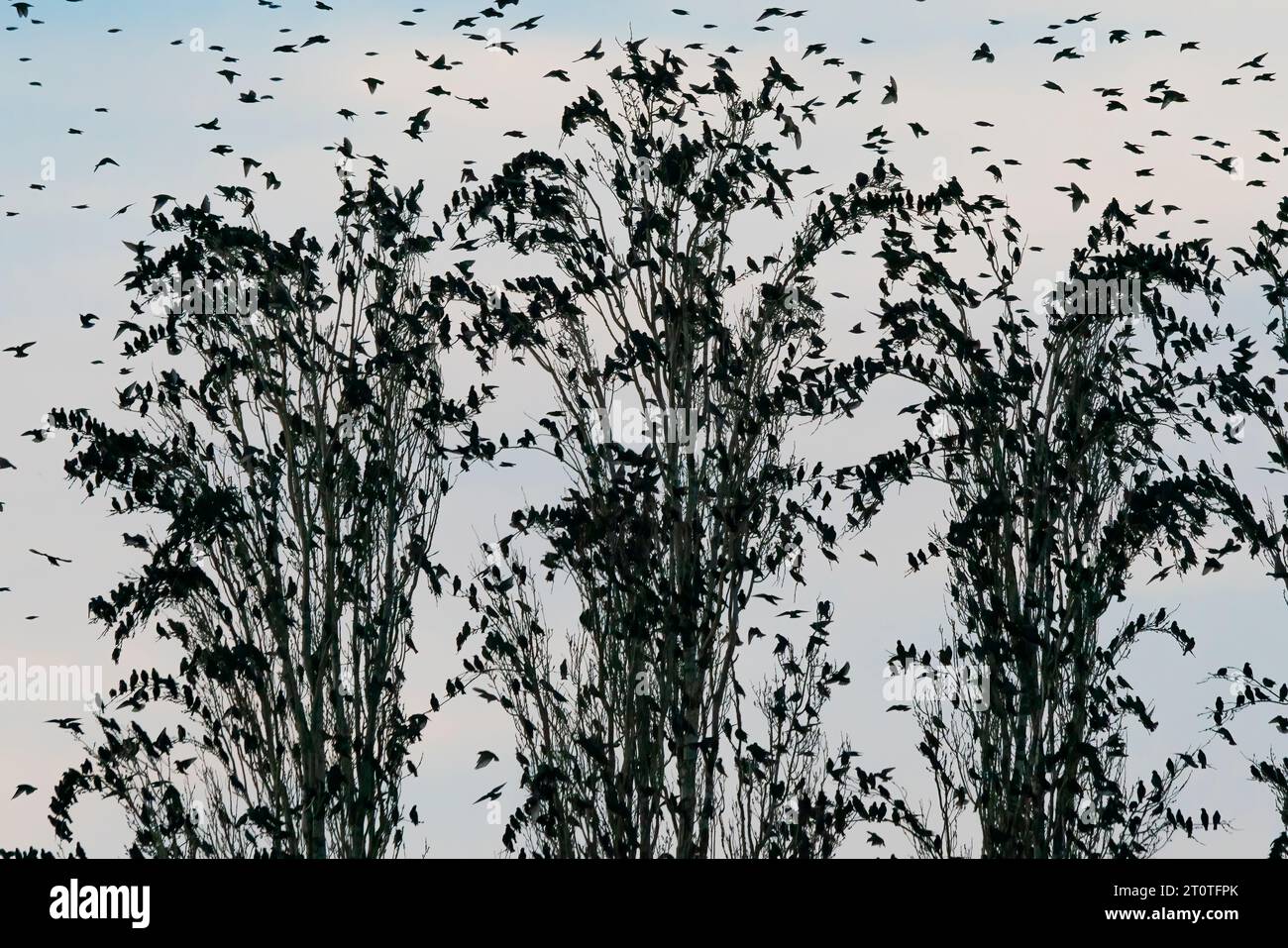 Viele Starlinge (Sturnus vulgaris) in einem Baum. Vogelherde fliegen in den Niederlanden. Starling-Murrationen. Stockfoto