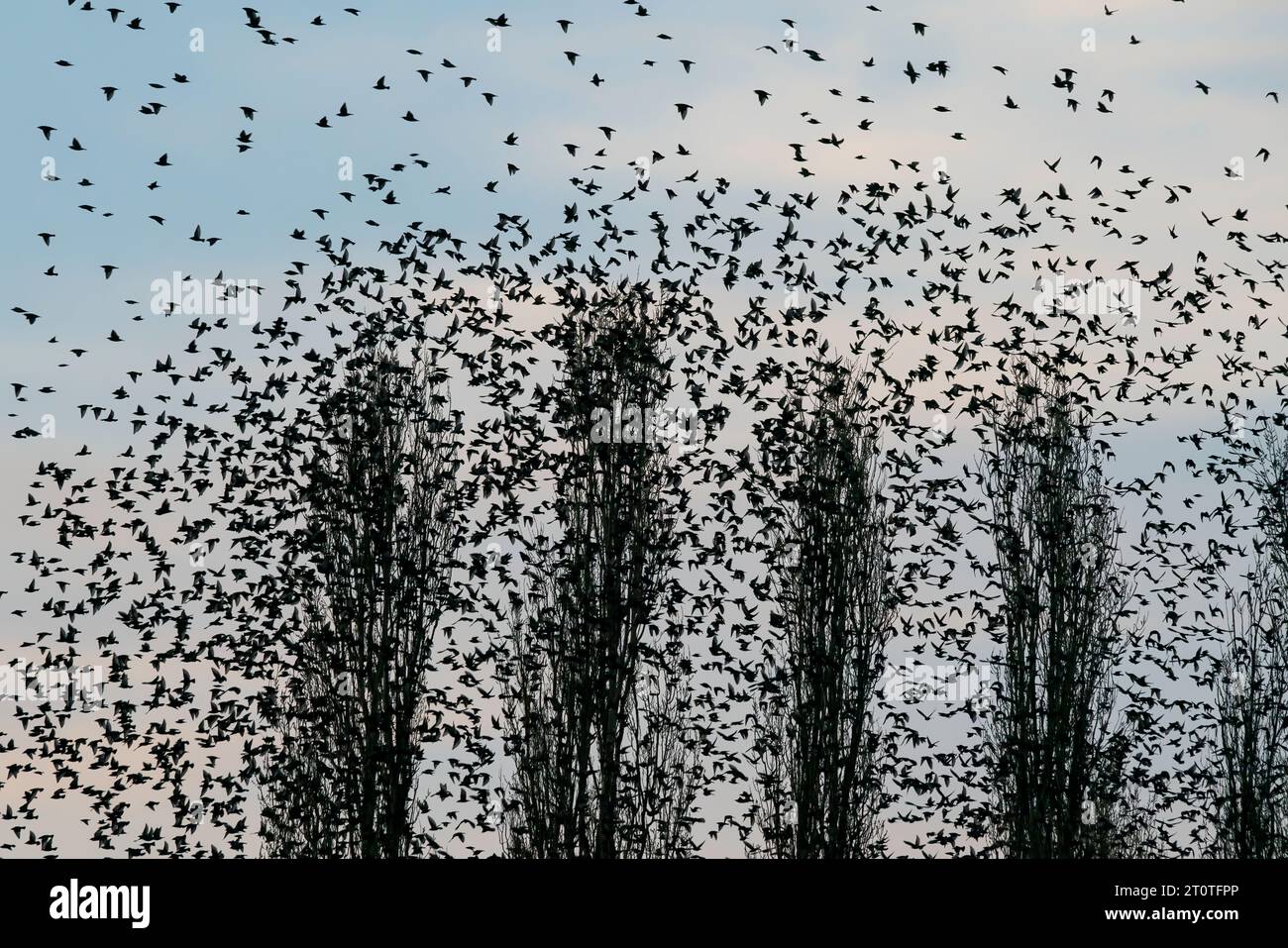 Viele Starlinge (Sturnus vulgaris) in einem Baum. Vogelherde fliegen in den Niederlanden. Starling-Murrationen. Stockfoto