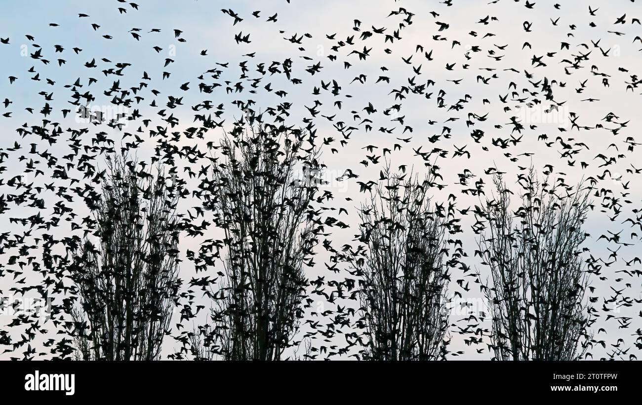 Viele Starlinge (Sturnus vulgaris) in einem Baum. Vogelherde fliegen in den Niederlanden. Starling-Murrationen. Stockfoto