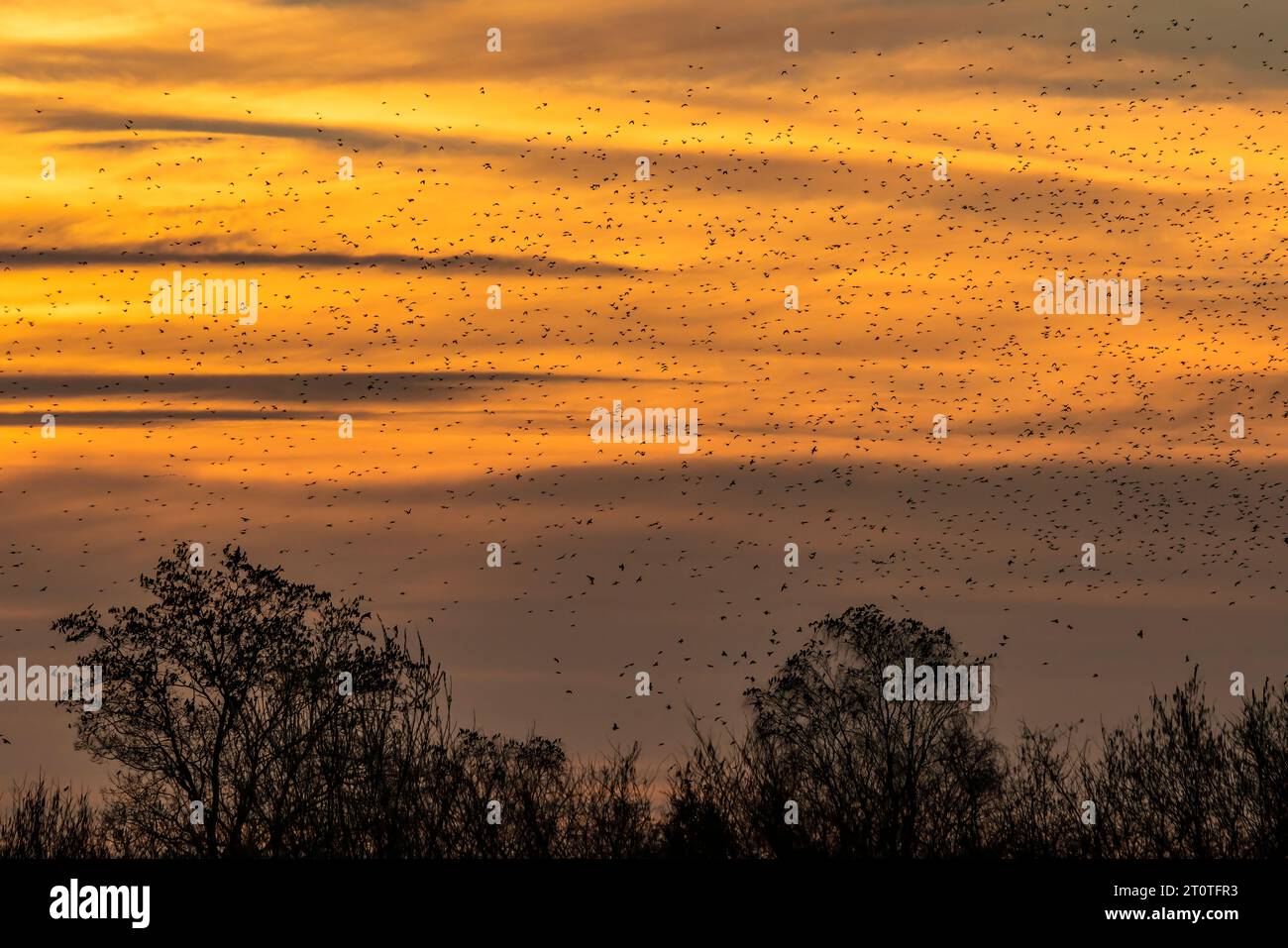 Schöne große Schar von Starnen. In den Niederlanden fliegen Vögel. Starling-Murrationen. Stockfoto